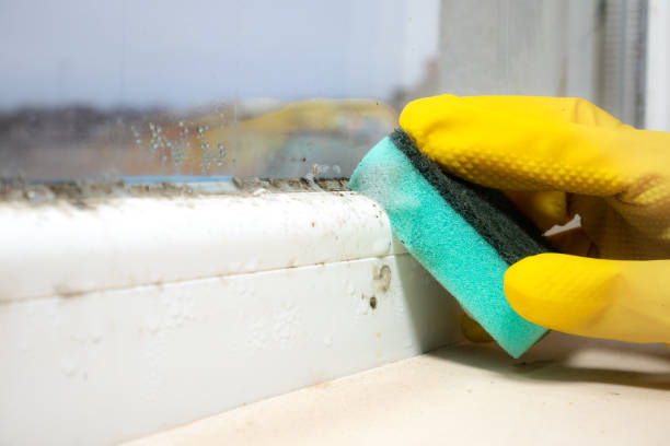 Trusted Chetek, WI Mold Remediation Experts