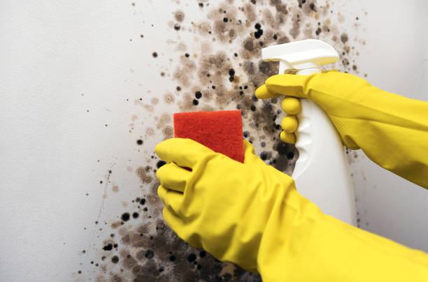 Best DIY Mold Remediation Support Services in Chetek, WI