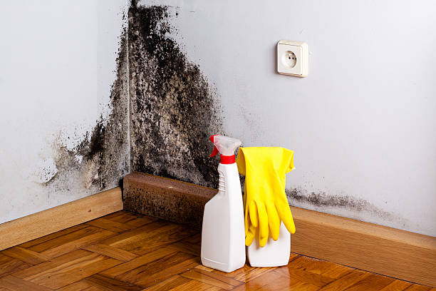 Best Industrial Mold Remediation in Chetek, WI